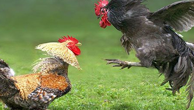 Cara Penting Bermain Sabung Ayam untuk Kemenangan